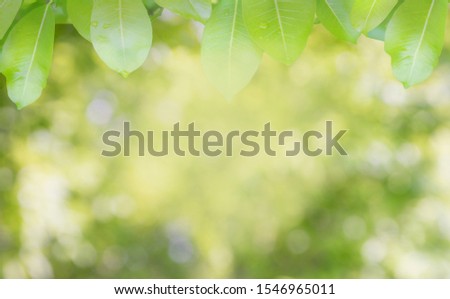 Fresh and green leaves green bokeh on nature abstract blur background green bokeh from tree, Closeup nature view of green leaf on blurred greenery background in garden.