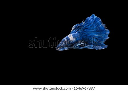 Action and movement of blue Thai fighting fish on a black background, Betta splendens fish.