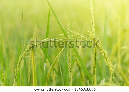 Close up of Yellow green rice field, Soft Focus.