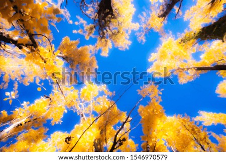 Soft focus on golden leaves of Fall trees against blue sky