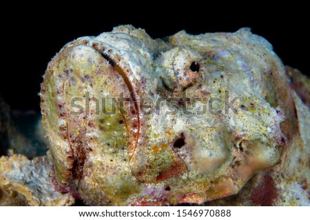 Flasher scorpionfish camouflaging like a rock