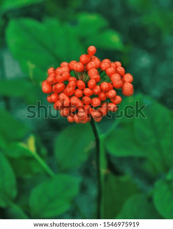 Korean wild root ginseng with berries. A close up of the most famous medicinal plant ginseng (Panax ginseng).