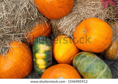 Beautiful ripe pumpkins lie on the straw. Farmers autumn harvest. Gorgeous autumn background with pumpkins.