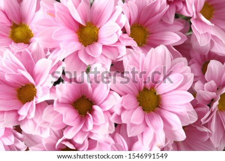 Beautiful pink chamomile flowers as background, closeup