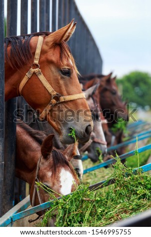 Beautiful horses on a farm eat clover