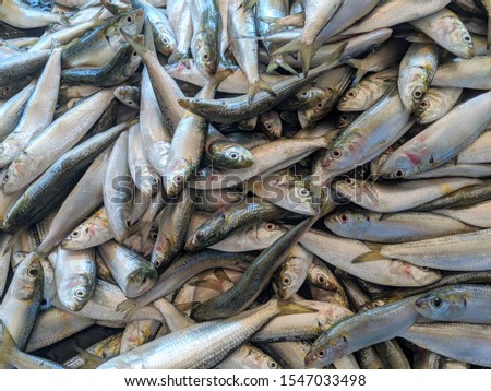 pile of sardine fish, close up picture
