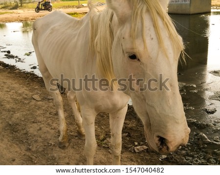 A picture of white horse 