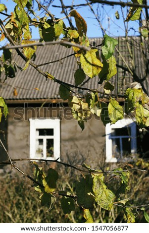 Old rural house behind the apple tree leaves outdoors in countryside. Autumn nature seasonal details.