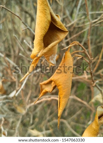 A picture of dry leafs