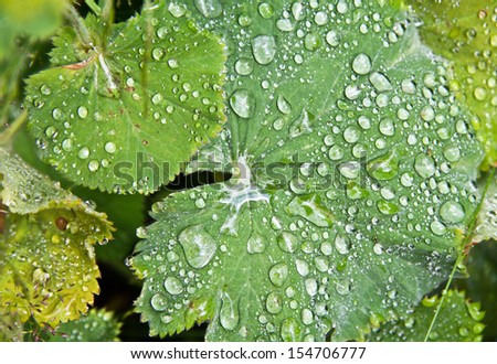 Dewdrops on leaf right