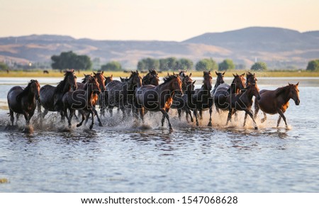 Yilki Horses Running in Water, Kayseri City, Turkey