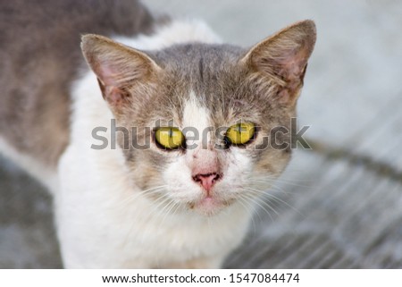 Close up stray cat in evening light with blur background