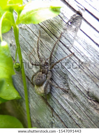 A spider with a big belly runs around in the garden. Pregnant spider. Reproduction of insects. Macro photography of a spider.