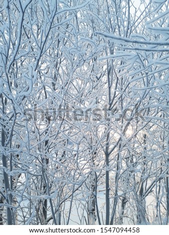 Photo of trees in the snow
