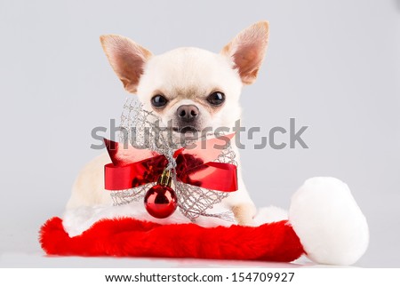 chihuahua with red bow and christmas ball sitting in santa's hat