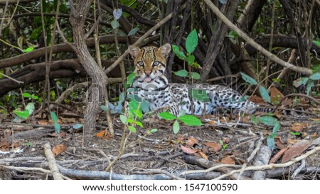 Young Ocelot resting in the undergrowth at a river edge, facing camera, Pantanal Wetlands, Mato Grosso, Brazil