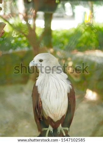 White and brown eagle nature background zoo wallpaper wild life animal beautiful bird
