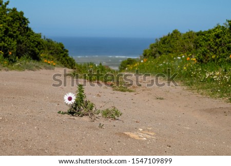 Single daisy on a path in the Postberg West Coast National Park South Africa