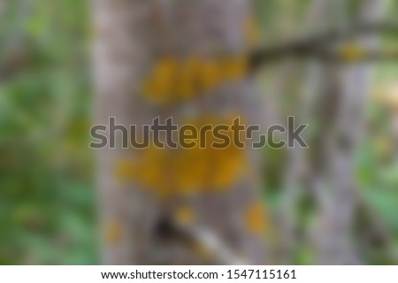 A tree with bright yellow fungus on a the trunk abstract blurred picture