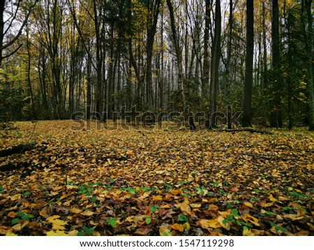 Beautiful picture with yellow, red and orange leaves. Autumn forest background. Fall day. Landscape photography. Autumn natural background. Fall forest. Growth concept. Beautiful colorful foliage