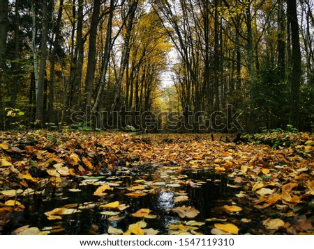 Autumn forest background. Fall day. Beautiful picture with yellow, red and orange leaves. Landscape photography. Autumn natural background. Fall forest. Growth concept. Beautiful colorful foliage