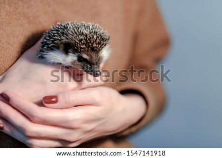 An african pygmy hedgehog on owner hand. Pets concept