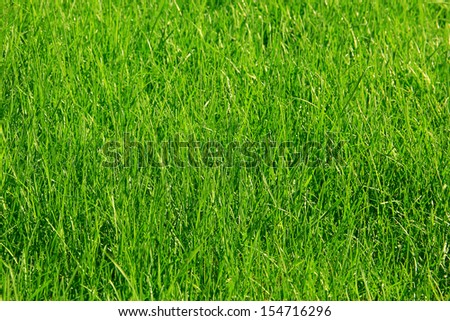 beautifully cut field of summer grass! Royalty-Free Stock Photo #154716296