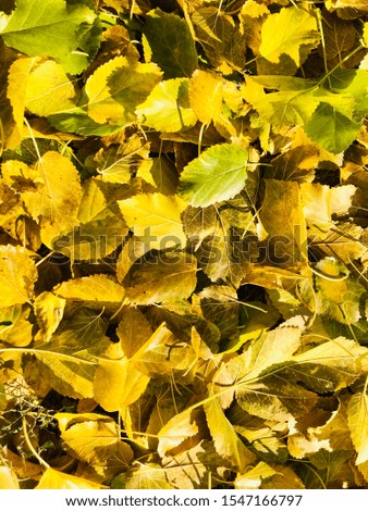 Yellow autumn leaves on the grass.  Autumn.  Leaves. Colorful fall leaves on a background of green grass. 
