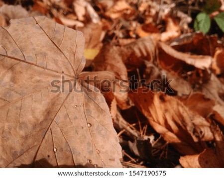Focused close up view of dry leaf on ground among others
