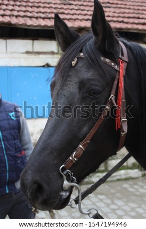 Close-up shoot domesticated black colored horse looking around