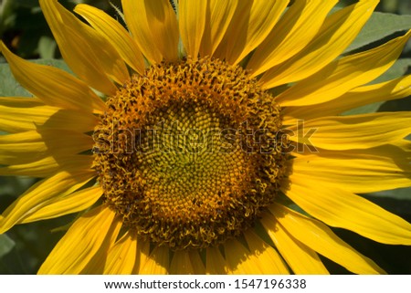 Sun Flower di Musim Panas