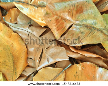 Dried leaves fall in the sign of autumn. a picture of dried leaves that can be used for background and wallpaper