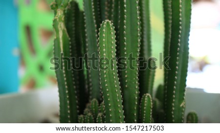 Detail view of the cardon cactus in summer with rich blue green and torqouise colors