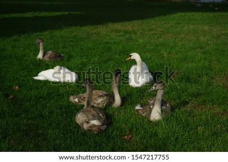 Swan Family in October on a lake in Bielefeld