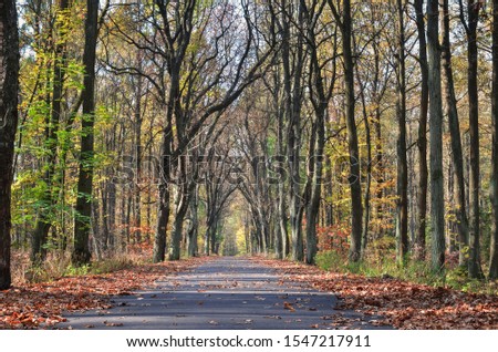 Beautiful autumn landscape. Asphalt road in the forest among colorful trees.
