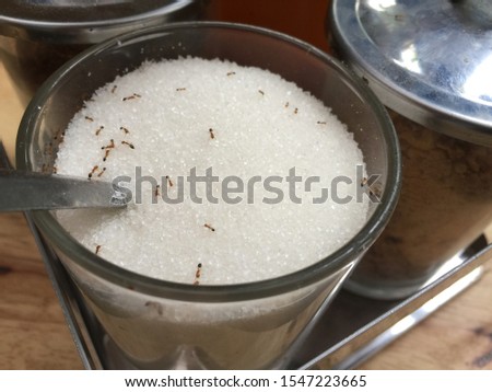 A small ants in a glass of sugar
