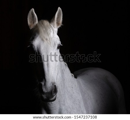 Horse head photographed in front of a black background and slit from one side.
