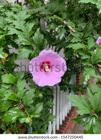 a wall blooming with a rose of Sharon