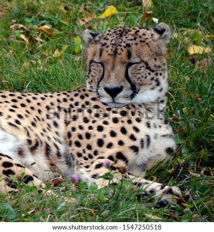 The cheetah is a large-sized feline inhabiting most of Africa and part of the Middle East.The cheetah is the only extant member of the genus Acinonyx,most notable for modifications in the species paws