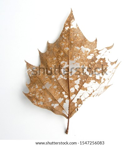 Rotten leaf. Artistic leaf veins isolated on white background.
