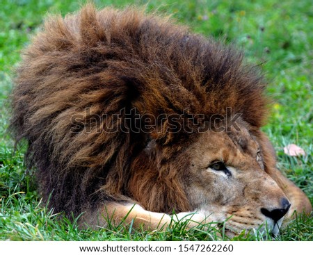 Male lion: Highly distinctive, the male lion is easily recognized by its mane, and its face is one of the most widely recognized animal symbols in human culture.  Royalty-Free Stock Photo #1547262260