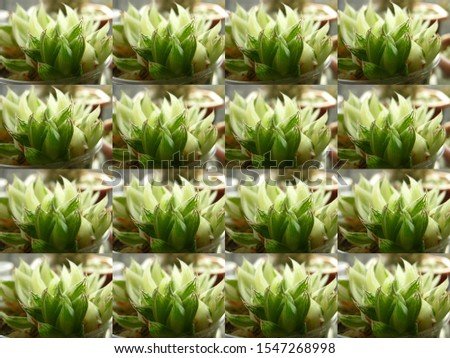 A sequence of variant pictures of of Haworthia cymbiformis variegata. Shooting against the sun. Focus on translucent parts of the leaves. Step by step. Preform for decorative framing. 