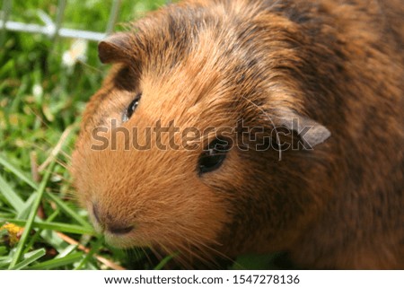 guinea pig close up looking cute