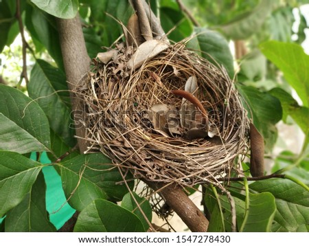 Closeup shot of birds nest on tree