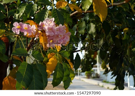 Flowers of Rosy Trumpet Trees blooming in spring in Taiwan