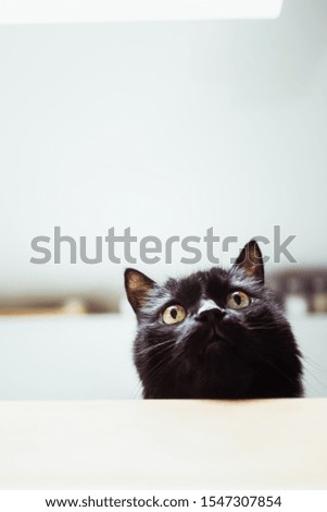 Portrait of black cat with intense gaze