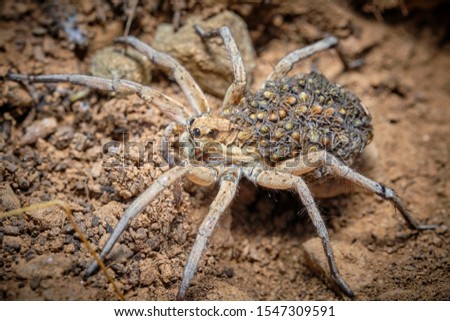 Wolf spider with baby spiders on his back. Lycosa fasciiventris. European Tarantula. 