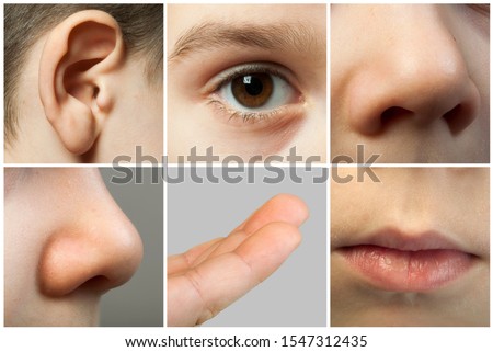 Set of the human senses. Parts from the child's face. Nose, eye, ear, lips and fingers. Royalty-Free Stock Photo #1547312435