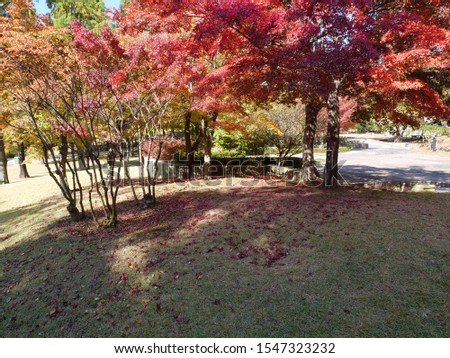 fall foliage at beautiful Asian garden, good for walking 