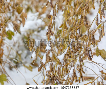 Soybean farm field with pods and plant stems covered in snow. An early winter snowstorm in central Illinois has stopped the late harvest season